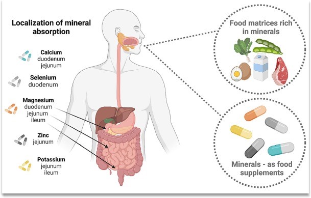 Lofent Water Ionizer
